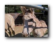 Fair310090526.jpg