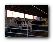 Fair414090526.jpg