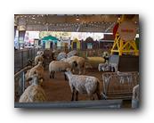 Fair421090526.jpg