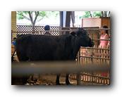 Fair424090526.jpg
