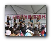MPKCherryBlossom720120426.jpg