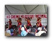 MPKCherryBlossom798120426.jpg