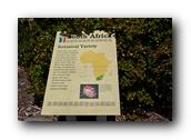 SDBotanic010030526.jpg