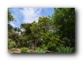 SDBotanic017030526.jpg