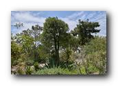 SDBotanic021030526.jpg