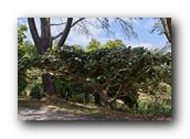 SDBotanic024030526.jpg