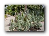 SDBotanic026030526.jpg
