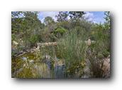 SDBotanic040030526.jpg