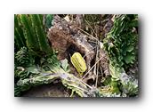 SDBotanic068030526.jpg