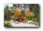 SDBotanic081030526.jpg