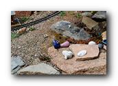 SDBotanic084030526.jpg