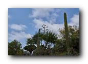 SDBotanic092030526.jpg