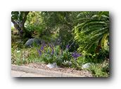 SDBotanic094030526.jpg