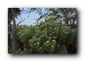 SDBotanic098030526.jpg