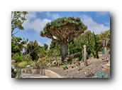 SDBotanic099030526.jpg