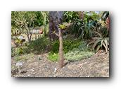 SDBotanic100030526.jpg
