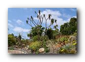 SDBotanic101030526.jpg