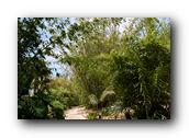 SDBotanic105030526.jpg
