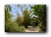 SDBotanic108030526.jpg