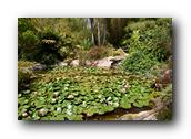 SDBotanic112030526.jpg