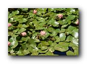 SDBotanic113030526.jpg