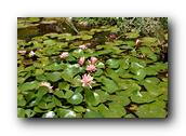 SDBotanic115030526.jpg