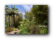 SDBotanic116030526.jpg