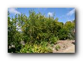 SDBotanic129030526.jpg