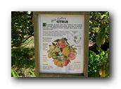 SDBotanic130030526.jpg
