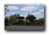 SDBotanic154030526.jpg