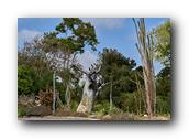 SDBotanic156030526.jpg