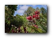 SDBotanic160030526.jpg