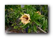 SDBotanic162030526.jpg