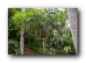SDBotanic190030526.jpg