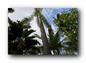 SDBotanic193030526.jpg
