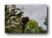 SDBotanic217030526.jpg