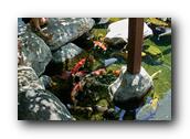 SDJapaneseGarden020030526.jpg