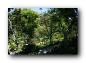 SDJapaneseGarden044030526.jpg