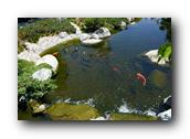 SDJapaneseGarden093030526.jpg