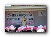 TorranceCherryBlossom169290326.jpg