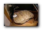 WhaleofaDay175250426.jpg