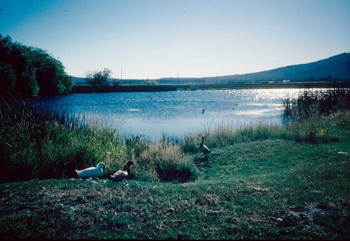 AL023100