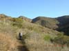 La Jolla Canyon  2426