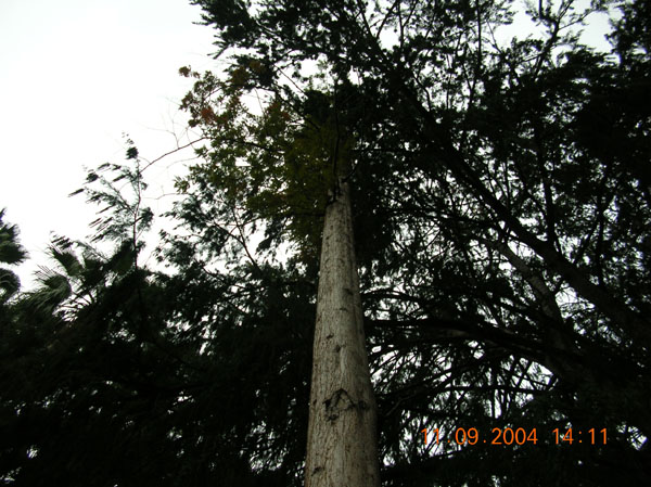 DSCN0387