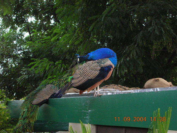 DSCN0409